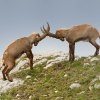 Kozorozec horsky - Capra ibex - Alpine Ibex 7706
